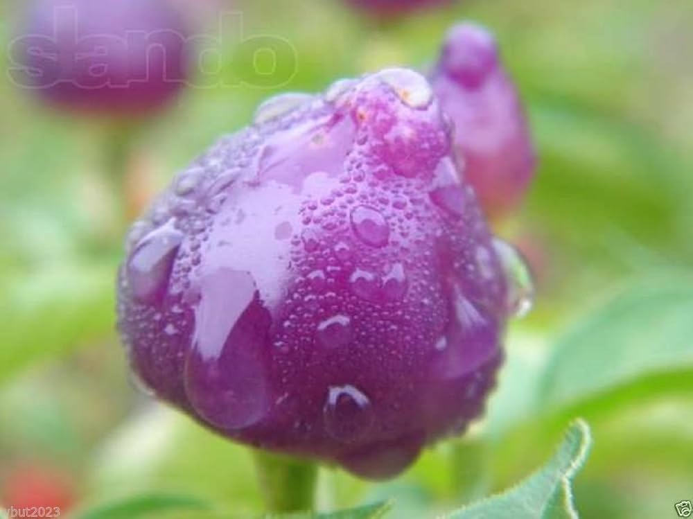 Pimenta Barra do Ribeiro pepper seeds (Capsicum baccatum) producing elongated, slightly wrinkled peppers with medium heat and fruity flavor